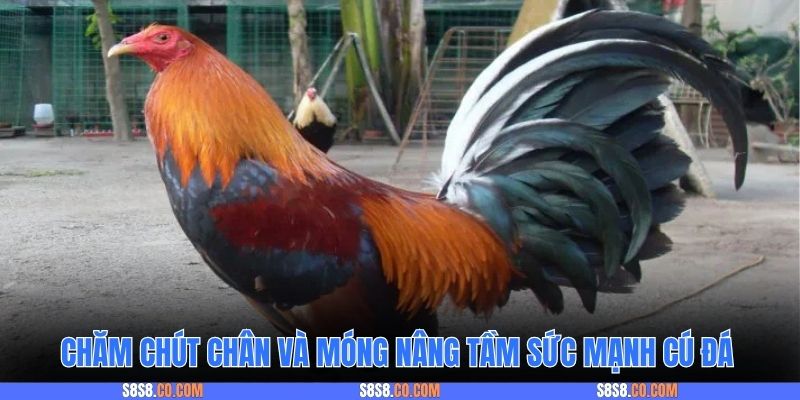 Chăm chút chân và móng nâng tầm sức mạnh cú đá