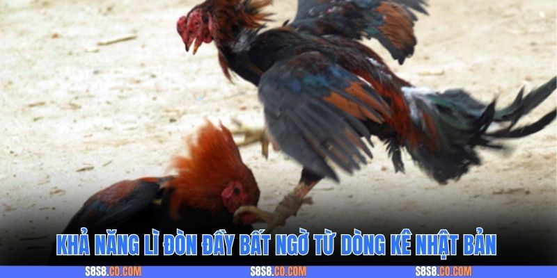 Khả năng lì đòn đầy bất ngờ từ dòng kê Nhật Bản