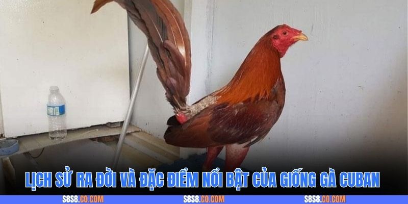 Lịch sử ra đời và đặc điểm nổi bật của giống gà Cuban